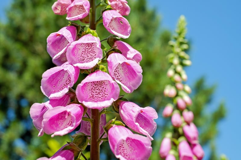 Vertical Garden Towers